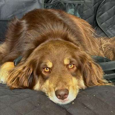 Hundetreffen-Hundebegegnungen üben in der Region Burgdorf-Bild