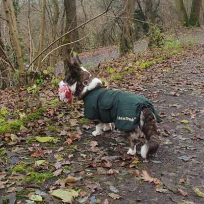 Hundetreffen-Ruhige Bewegung (ggf. mit Leine) & nette Begegnungen-Bild