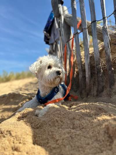 Hundetreffen-Spieltreff und/oder Gassirunde-Bild