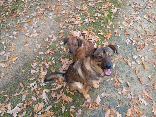 Mehrere Hunde zuhause !-Beitrag-Bild