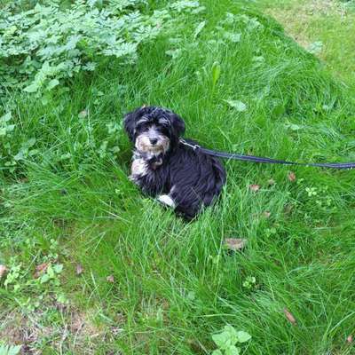 Maltipoo Freunde-Beitrag-Bild