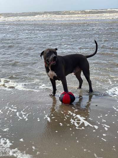 Hundetreffen-Gassi und Spielrunden-Bild