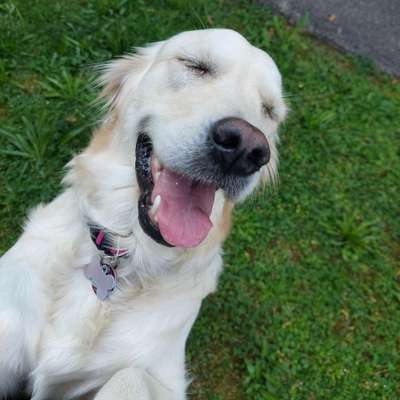 Hundetreffen-Gassirunde und Spielen in Haunstetten-Bild