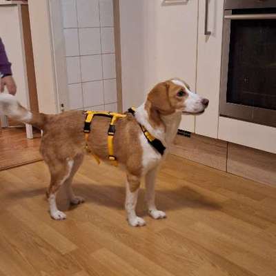 Wo sind hier die Bretonen / Bretonen-Mix Besitzer?-Beitrag-Bild