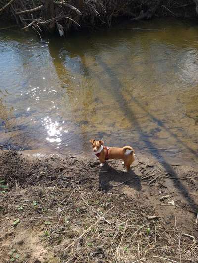 Dogorama-Monats-Challenge-Mai "Wasser"-Beitrag-Bild