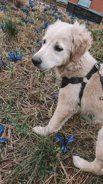 Als Welpen sind sie alle noch süßer-Beitrag-Bild