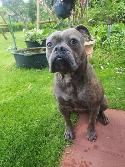 Olde English Bulldogge-Beitrag-Bild