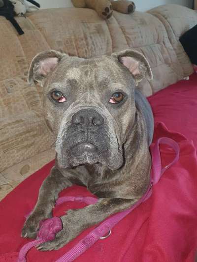 Olde English Bulldogge-Beitrag-Bild