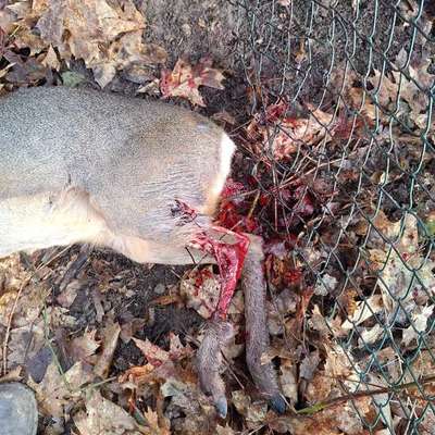 Leinenpflicht – nervige Einschränkung oder sinnvoller Schutz?-Beitrag-Bild