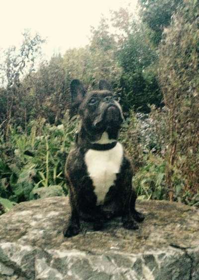 Unsere Fellnasen im Regenbogenland-Beitrag-Bild