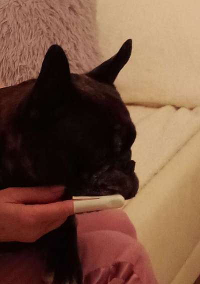 Französische Bulldoggen-Beitrag-Bild