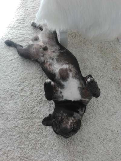 Französische Bulldoggen-Beitrag-Bild