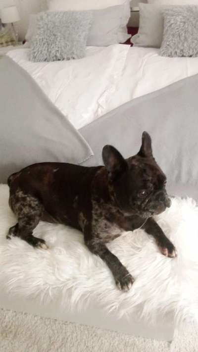 Französische Bulldoggen-Beitrag-Bild