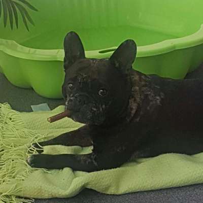 Französische Bulldoggen-Beitrag-Bild