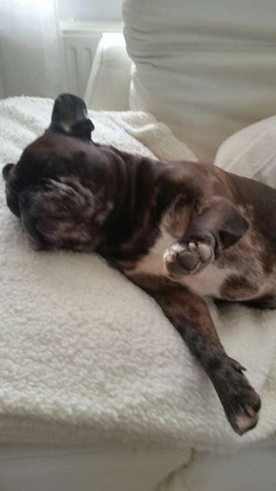 Französische Bulldoggen-Beitrag-Bild