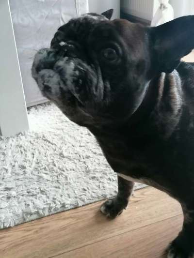 Französische Bulldoggen-Beitrag-Bild