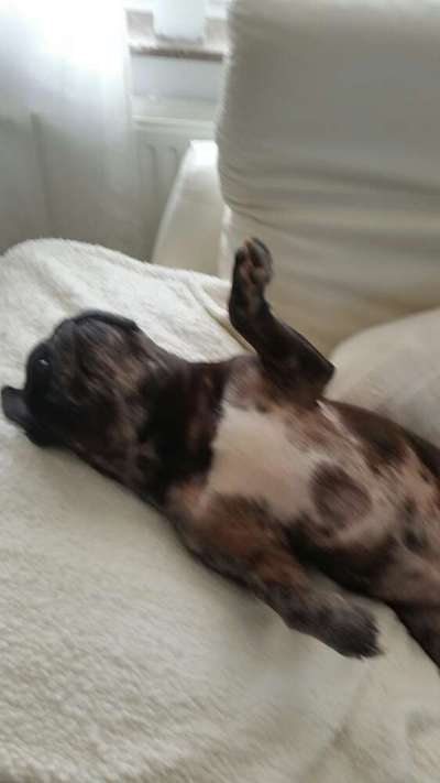 Französische Bulldoggen-Beitrag-Bild