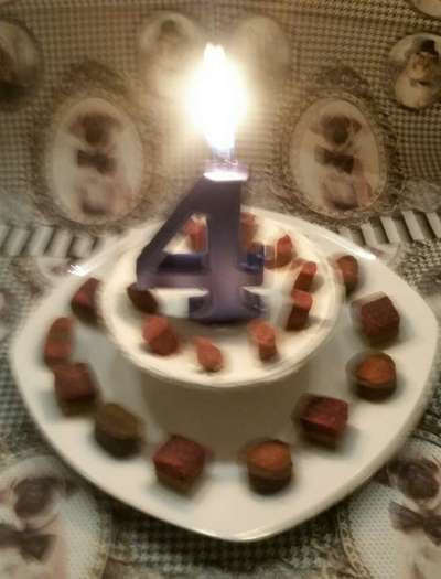 Französische Bulldoggen-Beitrag-Bild