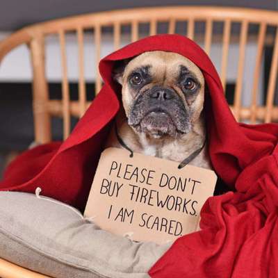 Französische Bulldoggen-Beitrag-Bild