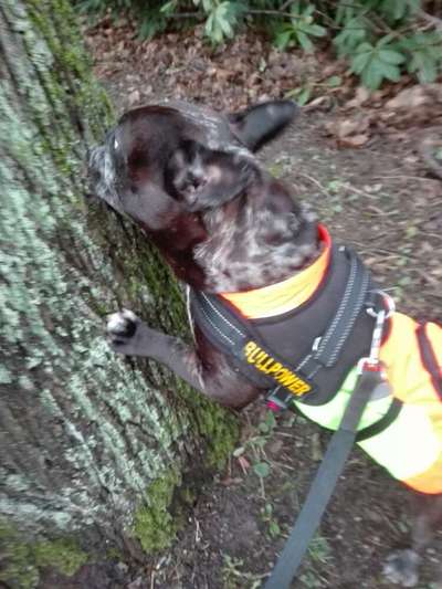 Französische Bulldoggen-Beitrag-Bild