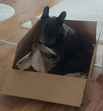 Französische Bulldoggen-Beitrag-Bild