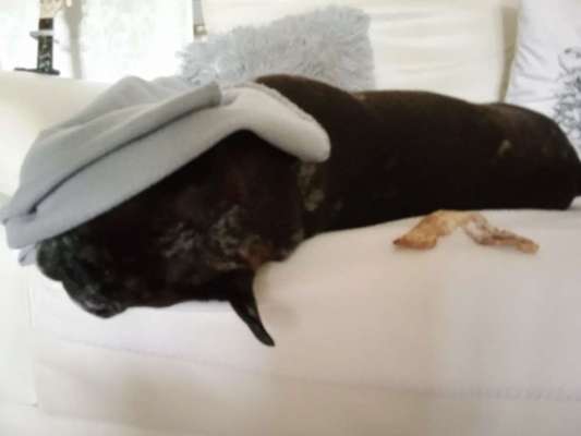 Französische Bulldoggen-Beitrag-Bild