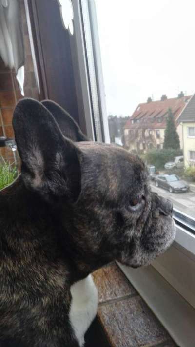 Französische Bulldoggen-Beitrag-Bild