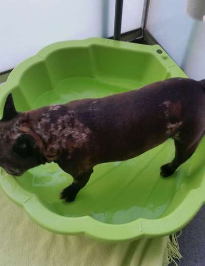 Französische Bulldoggen-Beitrag-Bild