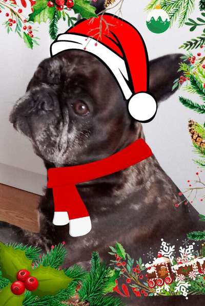 Französische Bulldoggen-Beitrag-Bild