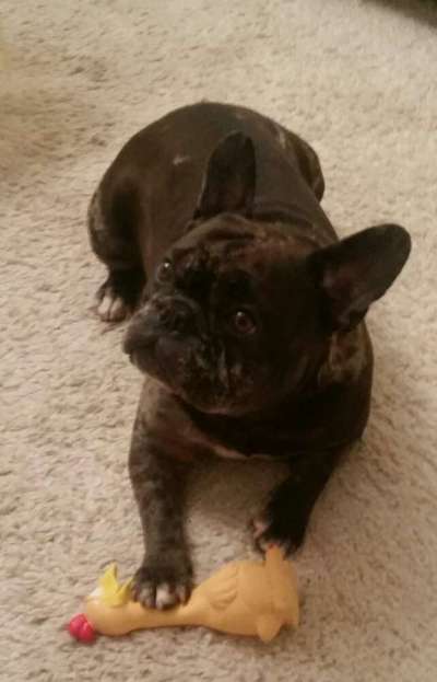 Französische Bulldoggen-Beitrag-Bild