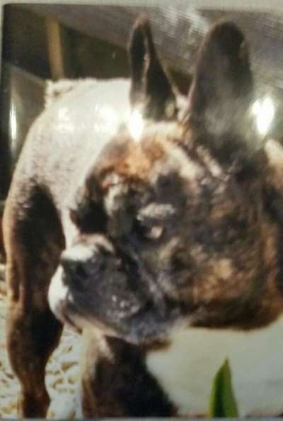 Französische Bulldoggen-Beitrag-Bild