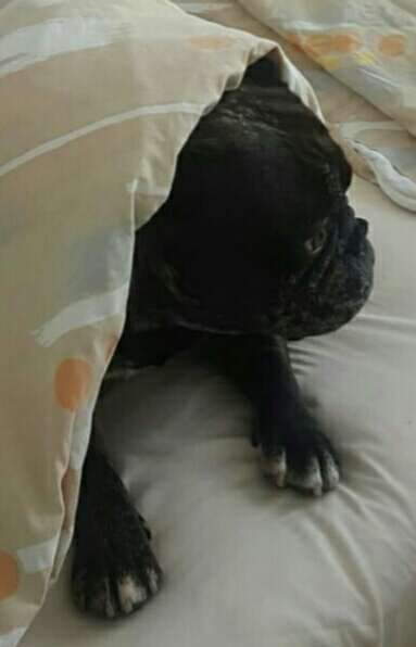 Französische Bulldoggen-Beitrag-Bild