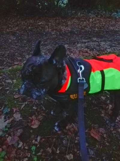 Französische Bulldoggen-Beitrag-Bild