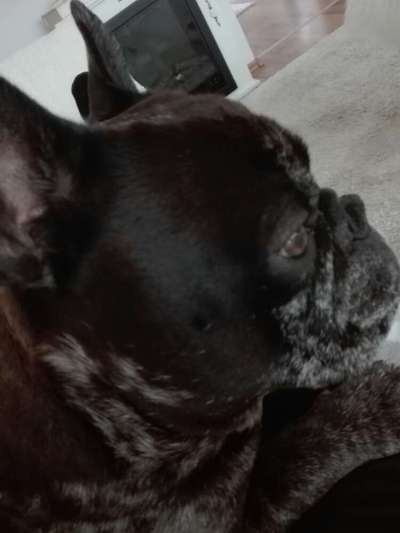 Französische Bulldoggen-Beitrag-Bild