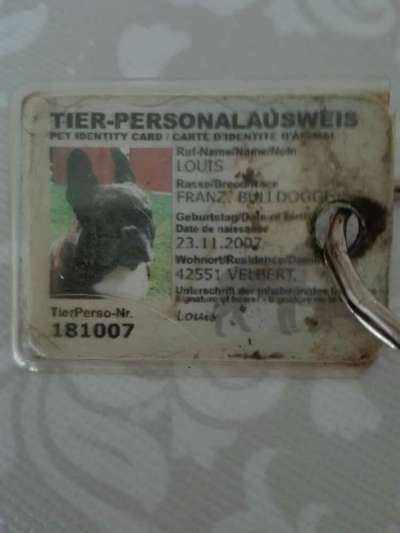 Französische Bulldoggen-Beitrag-Bild