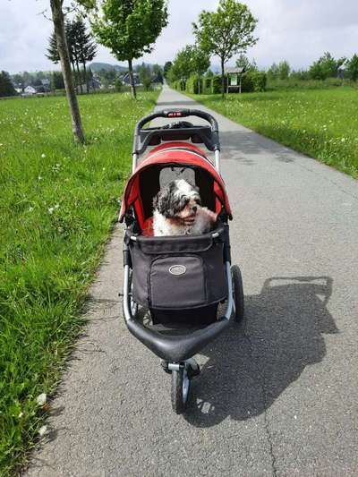 Französische Bulldoggen-Beitrag-Bild