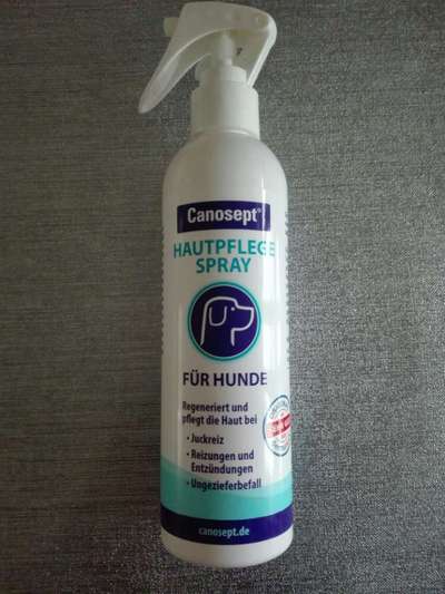 Französische Bulldoggen-Beitrag-Bild