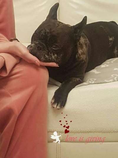 Französische Bulldoggen-Beitrag-Bild