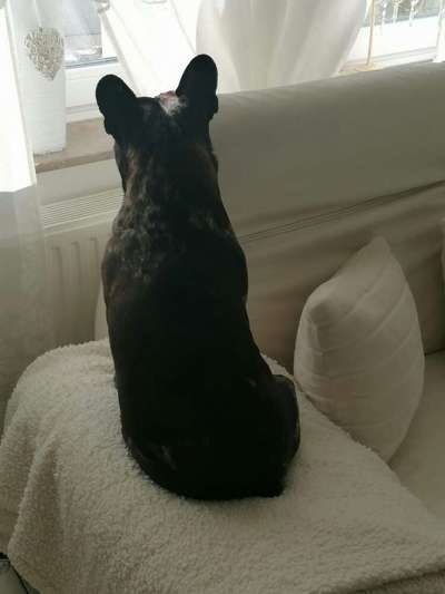 Französische Bulldoggen-Beitrag-Bild