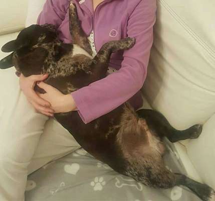 Französische Bulldoggen-Beitrag-Bild