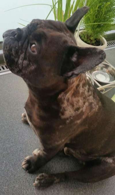 Französische Bulldoggen-Beitrag-Bild