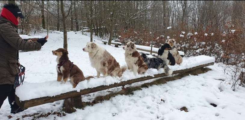 Hundetreffen-Mit Sandra und den Aussis unterwegs😍-Bild