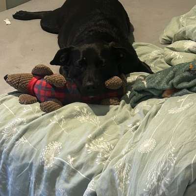 Hundetreffen-Hundekumpels gesucht-Bild