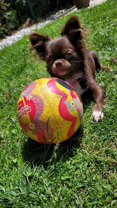 Hundetreffen-Spielfreunde gesucht-Bild