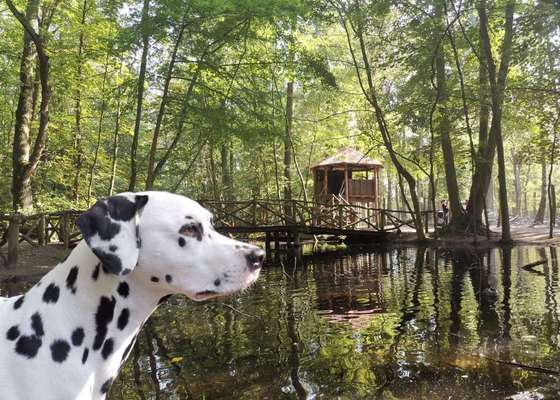 Foto's und Hundemodels-Beitrag-Bild