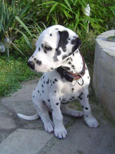 Welpen Bilder !-Beitrag-Bild