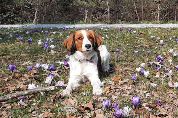 Kooikerhondje-Beitrag-Bild