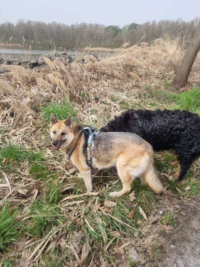 Mischlinge raten - Rätselspaß-Beitrag-Bild