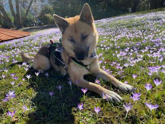 Schäferhund-Beitrag-Bild