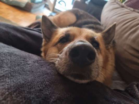 aktuelles Foto Gruppe Shepsky (Schäferhund-Husky-Mischlinge)